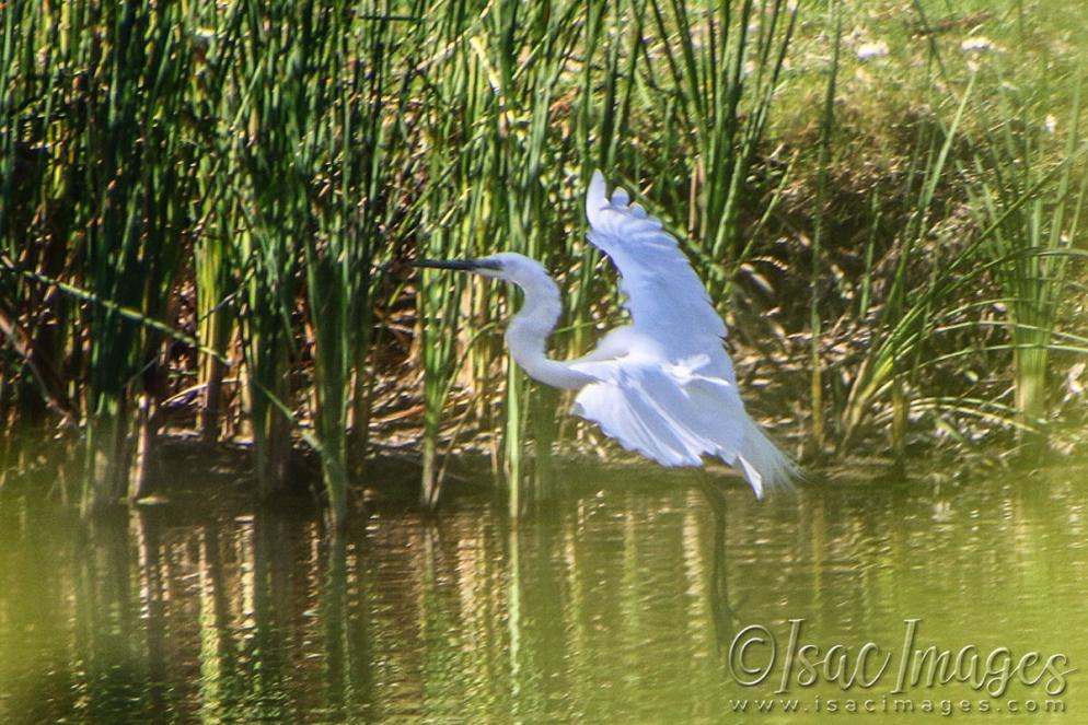 Click image for larger version

Name:	5714-Great_White_Egret.jpg
Views:	51
Size:	133.5 KB
ID:	483436