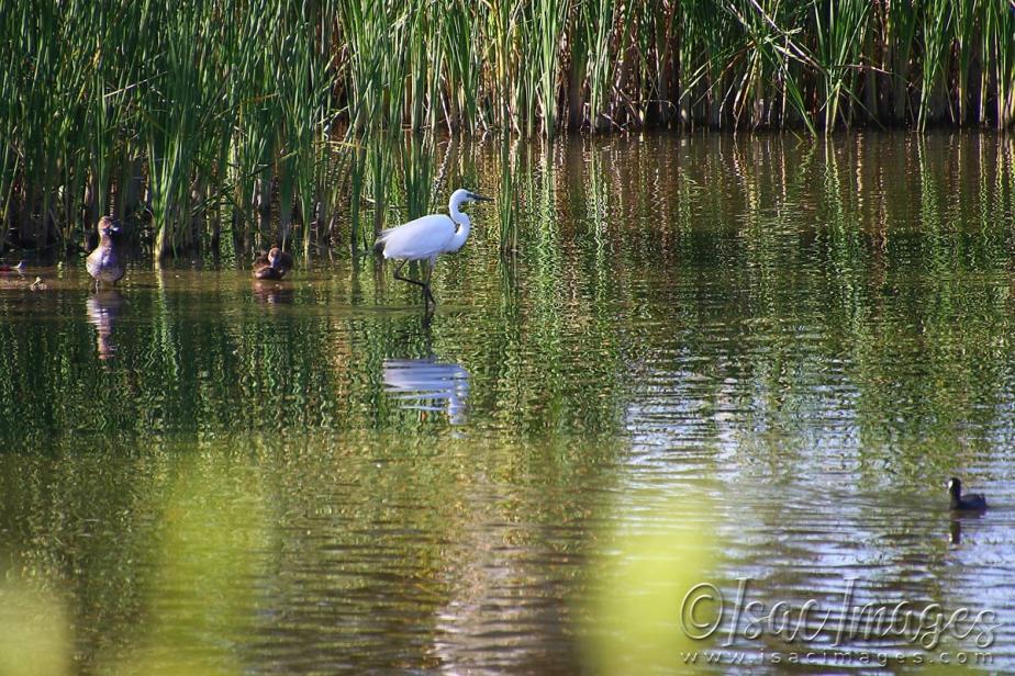 Click image for larger version

Name:	5720-Great_White_Egret.jpg
Views:	49
Size:	154.2 KB
ID:	483437