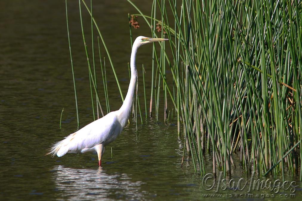 Click image for larger version

Name:	5542-Great_White_Egret.jpg
Views:	50
Size:	126.0 KB
ID:	483438