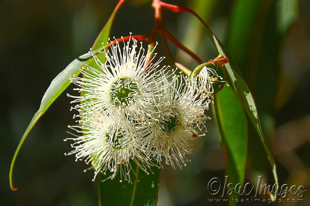 Click image for larger version

Name:	5647-White_Flowering_Gum.jpg
Views:	78
Size:	100.7 KB
ID:	483454