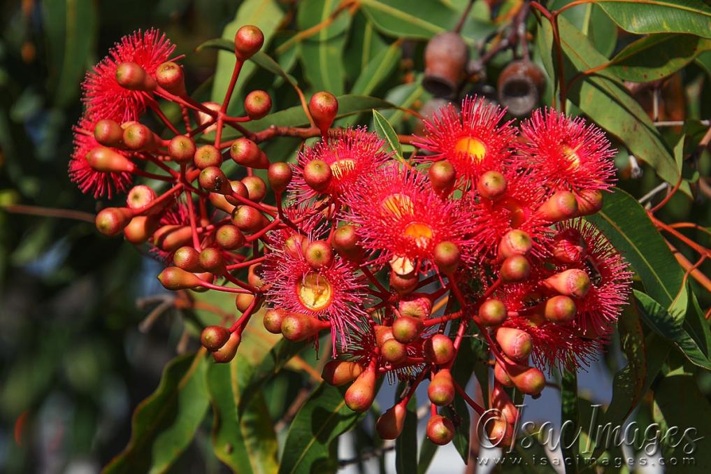 Click image for larger version

Name:	5629-Red_Flowering_Gum.jpg
Views:	82
Size:	121.8 KB
ID:	483455