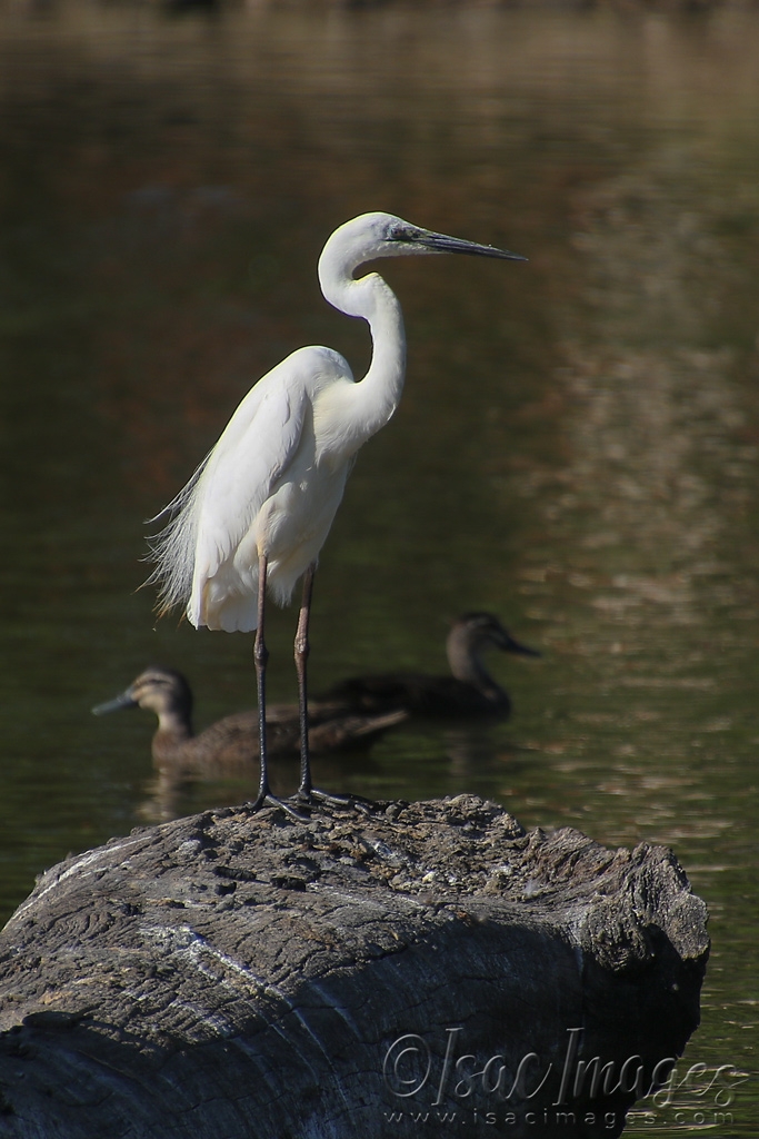 Click image for larger version

Name:	5803_Great_White_Egret.jpg
Views:	35
Size:	405.0 KB
ID:	483475