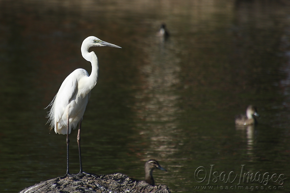 Click image for larger version

Name:	5801_Great_White_Egret.jpg
Views:	30
Size:	461.3 KB
ID:	483476