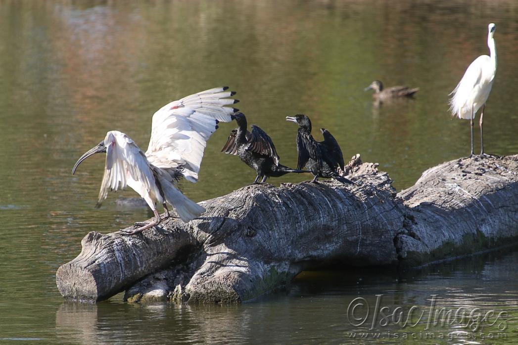 Click image for larger version

Name:	5819-Ibis_Log_Landing.jpg
Views:	41
Size:	111.7 KB
ID:	483481