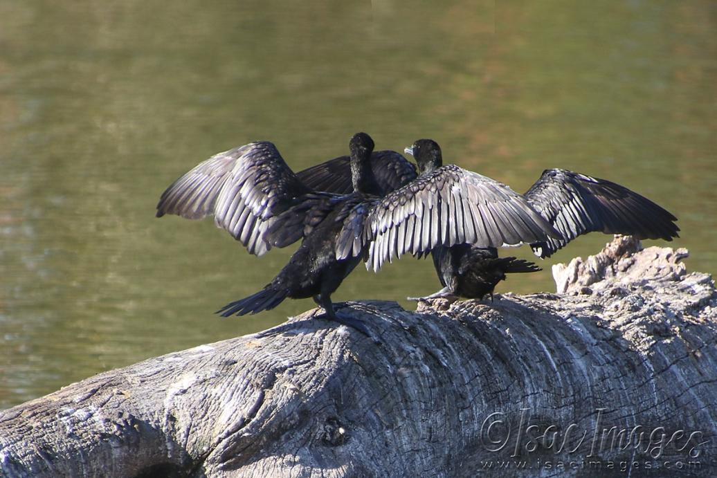 Click image for larger version

Name:	5812-Little_Black_Cormorants.jpg
Views:	38
Size:	115.7 KB
ID:	483482