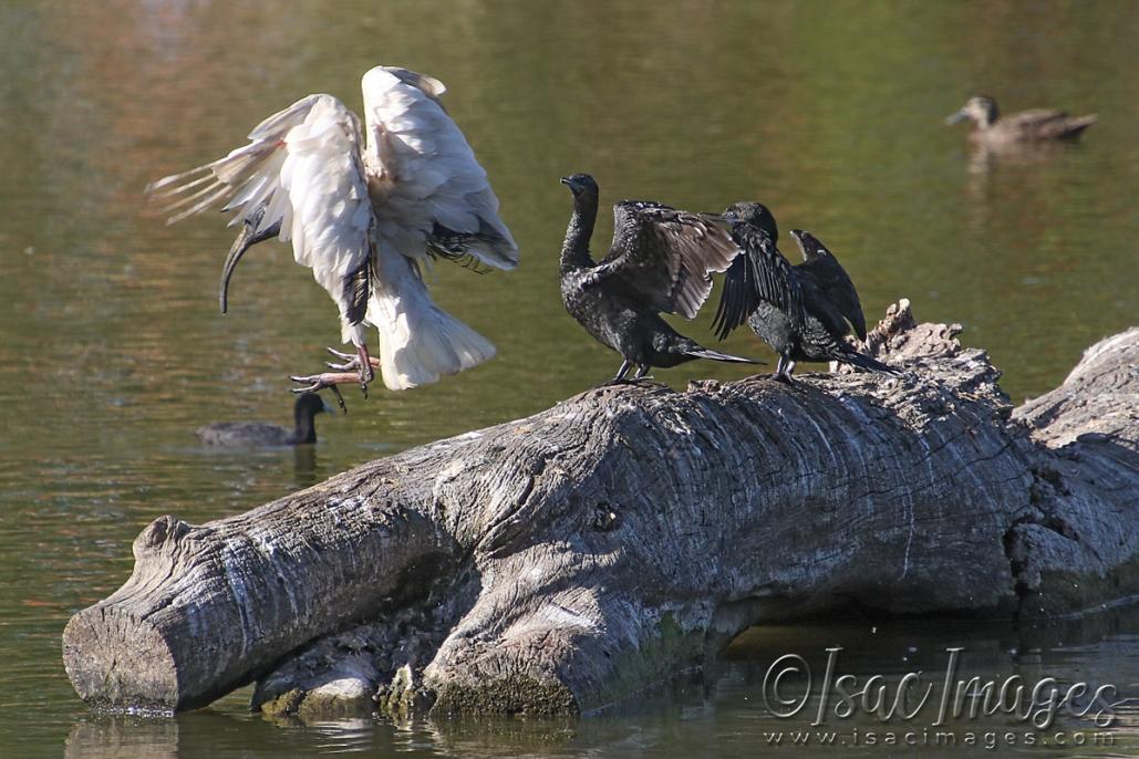 Click image for larger version

Name:	5818-Ibis_Log_Landing.jpg
Views:	34
Size:	116.4 KB
ID:	483485