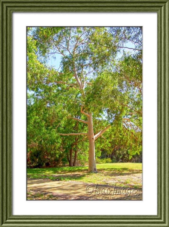 Click image for larger version

Name:	5432-Tree_HDR_Framed_2.jpg
Views:	75
Size:	149.0 KB
ID:	483515