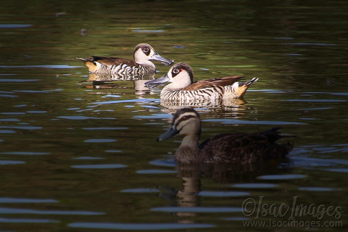 Click image for larger version

Name:	5990-Pink_Eared_Duck.jpg
Views:	54
Size:	95.9 KB
ID:	483602