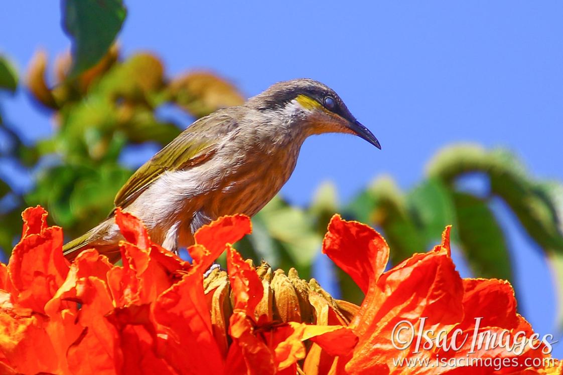 Click image for larger version

Name:	6347-Singing_Honeyeater.jpg
Views:	59
Size:	99.2 KB
ID:	483636