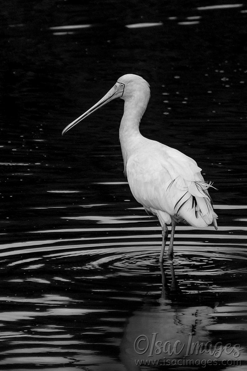 Click image for larger version

Name:	6110-Yellow_Billed_Spoonbill_BW_CONTRAST.jpg
Views:	49
Size:	113.5 KB
ID:	483679