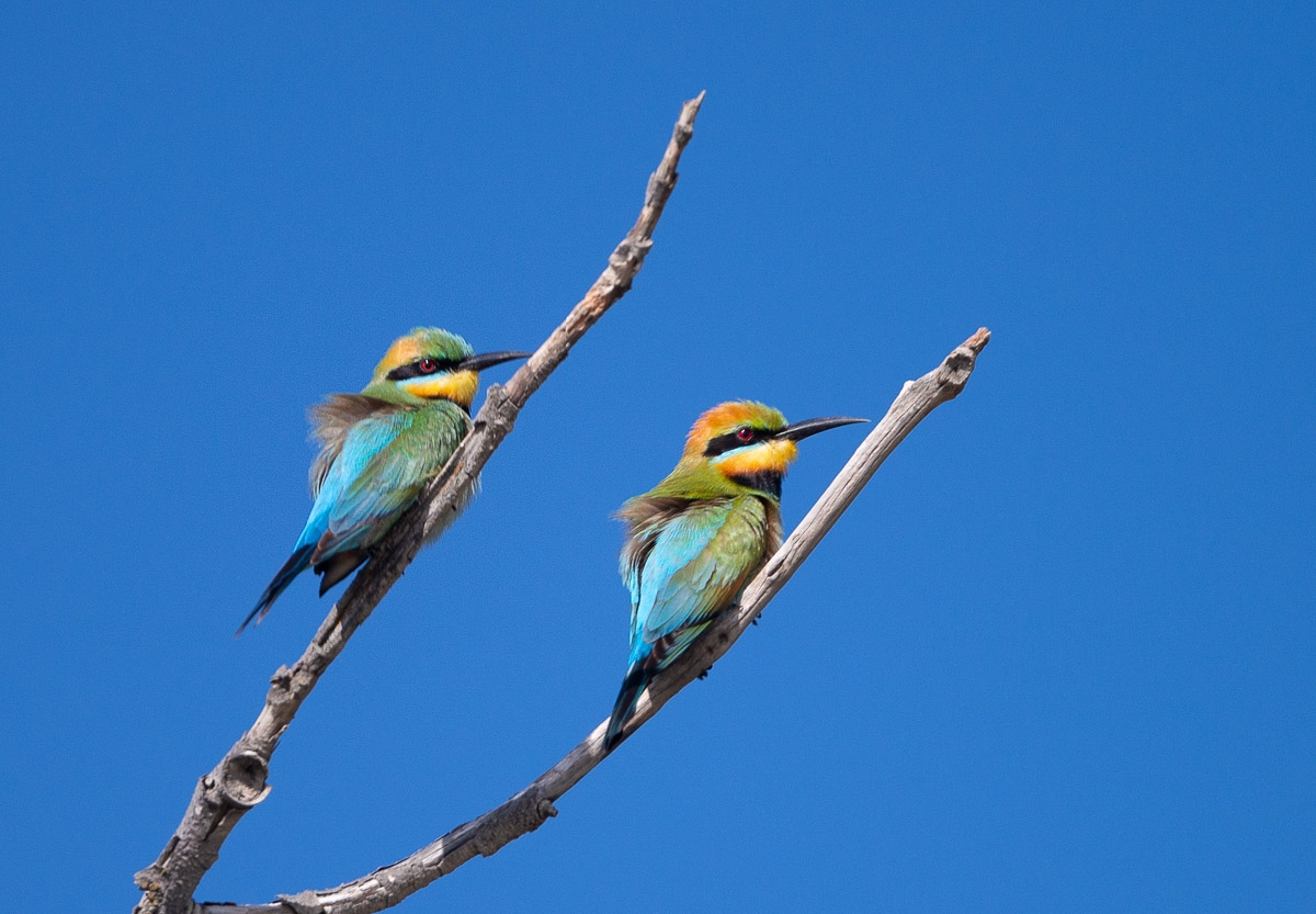 Click image for larger version

Name:	20201016_BeeEaters_0002.jpg
Views:	89
Size:	450.2 KB
ID:	483791