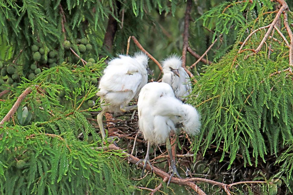 Click image for larger version

Name:	egret chicks.jpg
Views:	88
Size:	168.4 KB
ID:	483892