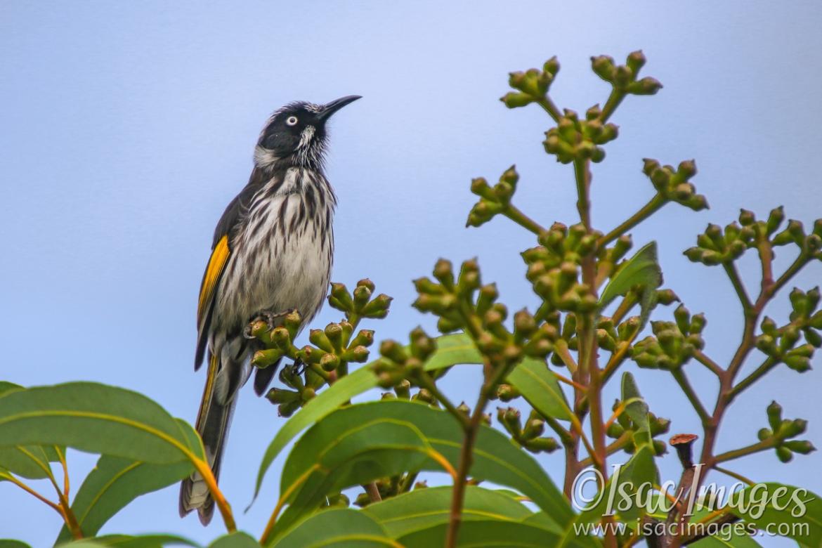 Click image for larger version

Name:	6612-New_Holland_Honeyeater-2.jpg
Views:	70
Size:	94.3 KB
ID:	483997