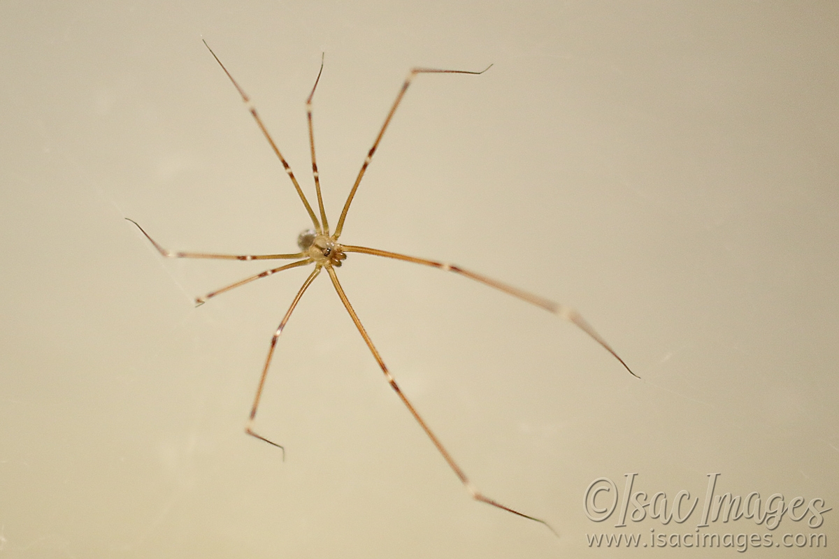 Click image for larger version

Name:	6805-Daddy_Long_Legs.jpg
Views:	48
Size:	422.0 KB
ID:	484006