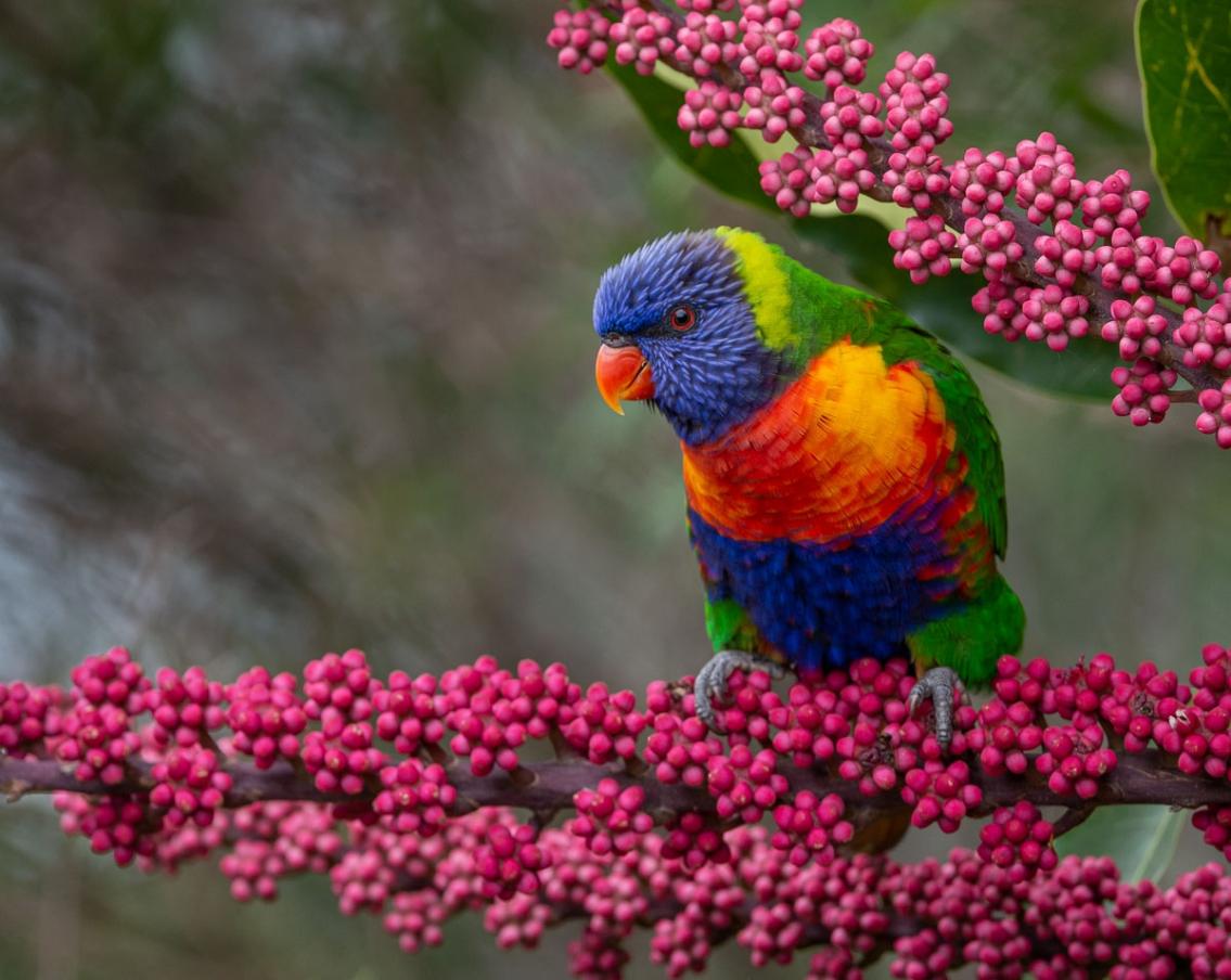 Click image for larger version

Name:	20220215_RainbowLorikeets_0009.jpg
Views:	64
Size:	112.0 KB
ID:	484031