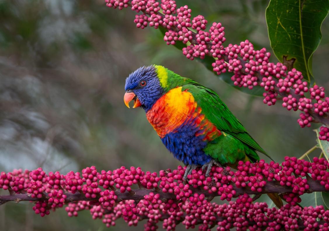 Click image for larger version

Name:	20220215_RainbowLorikeets_0011.jpg
Views:	61
Size:	113.7 KB
ID:	484032