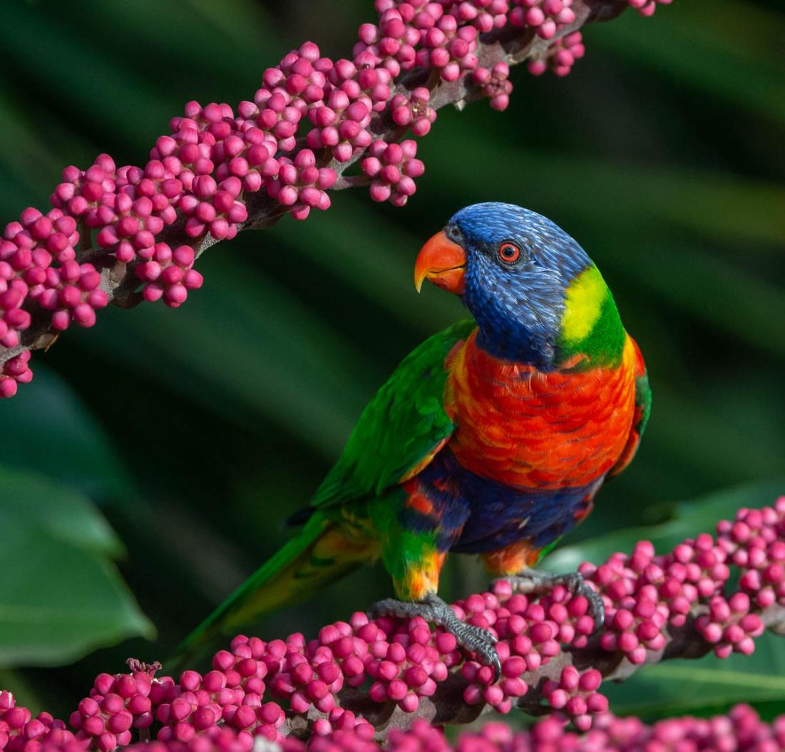 Click image for larger version

Name:	20220220_Lorikeets_0010.jpg
Views:	63
Size:	123.9 KB
ID:	484187