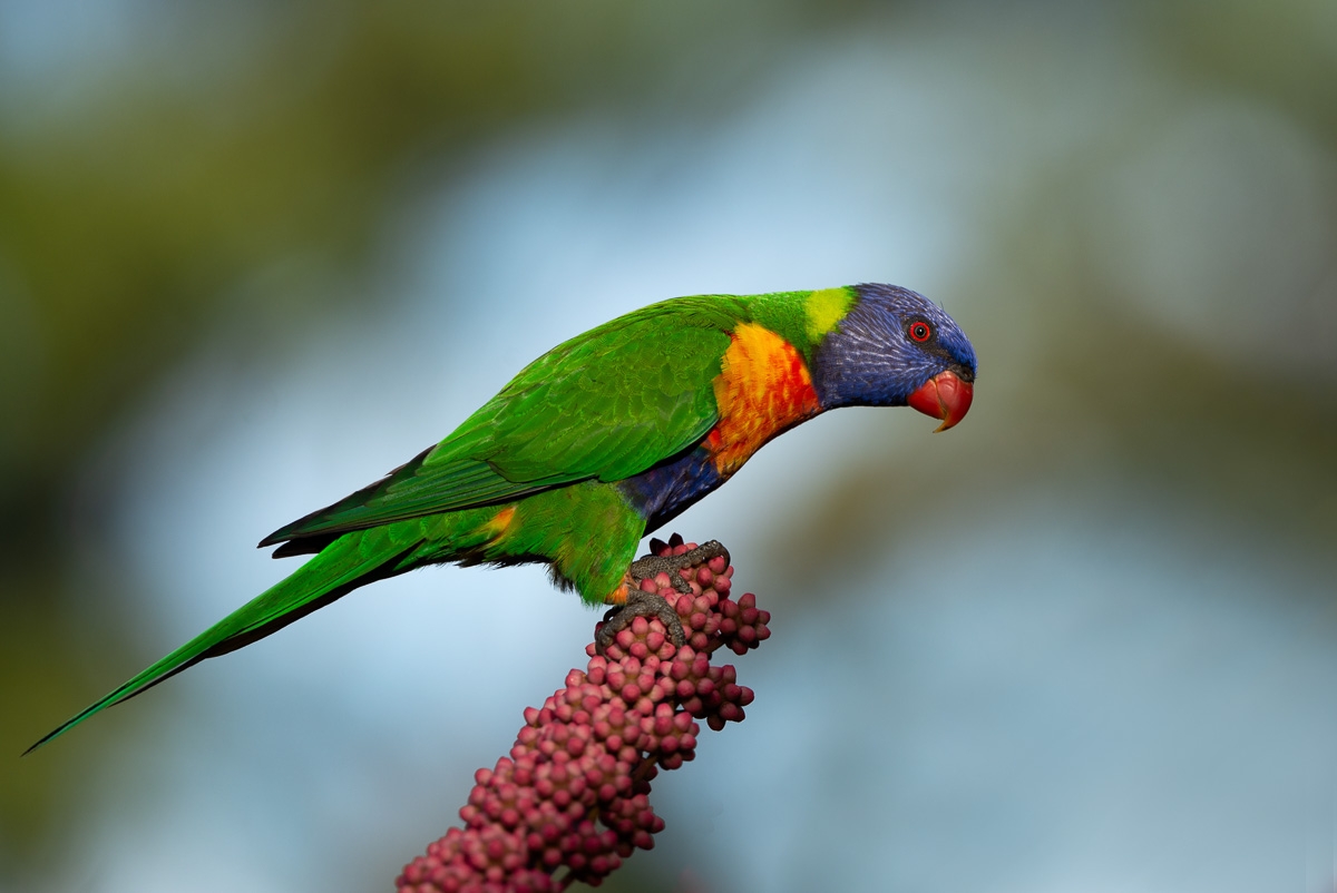 Click image for larger version

Name:	20220220_Lorikeets_0038-Edit.jpg
Views:	61
Size:	352.8 KB
ID:	484189