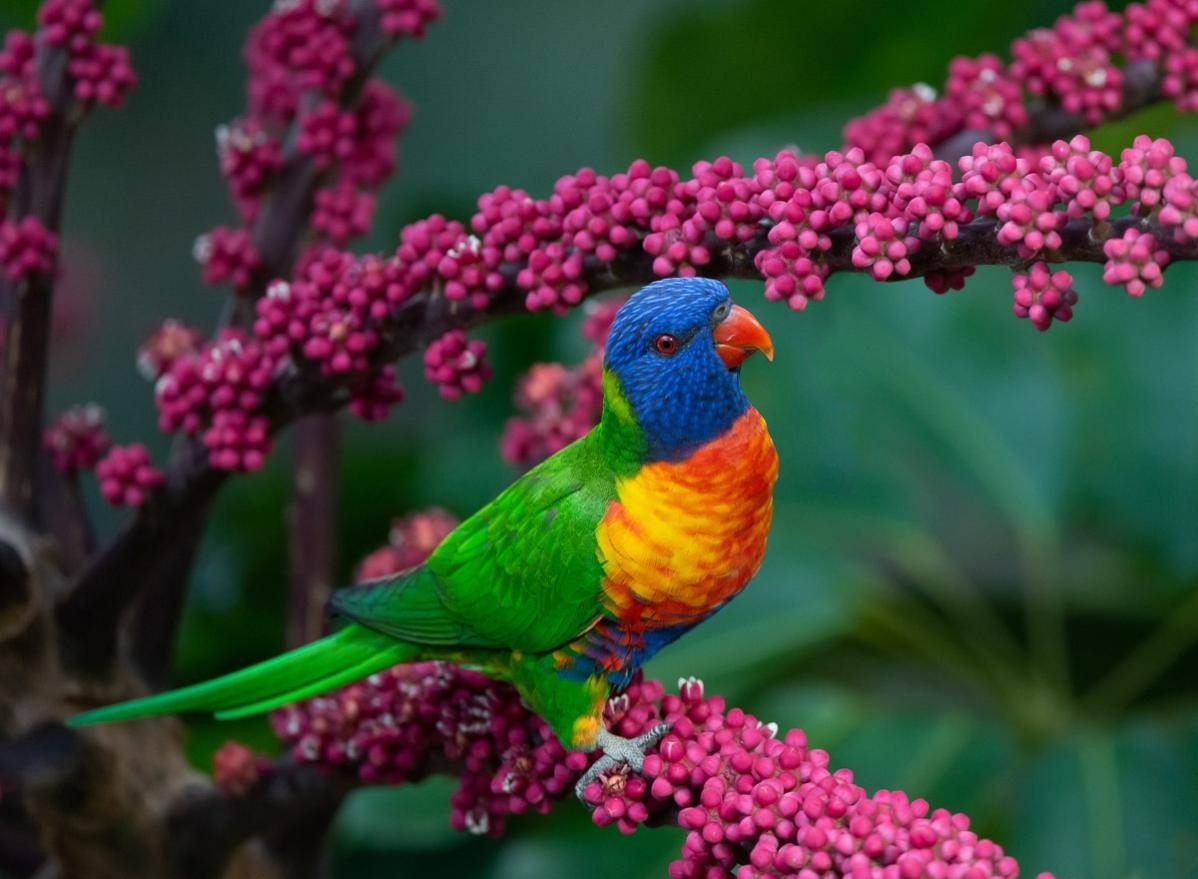 Click image for larger version  Name:	Rainbow_Lorikeet.jpg Views:	0 Size:	373.0 KB ID:	484197