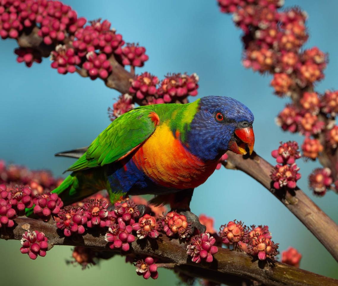 Click image for larger version

Name:	20220301_Lorikeets_0038-Edit.jpg
Views:	54
Size:	128.6 KB
ID:	484285