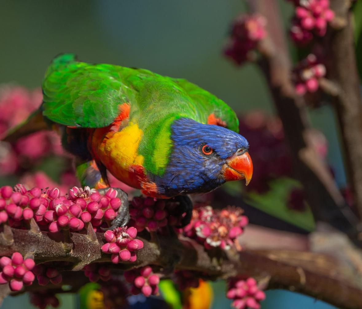 Click image for larger version

Name:	20220301_Lorikeets_0049.jpg
Views:	48
Size:	105.3 KB
ID:	484287