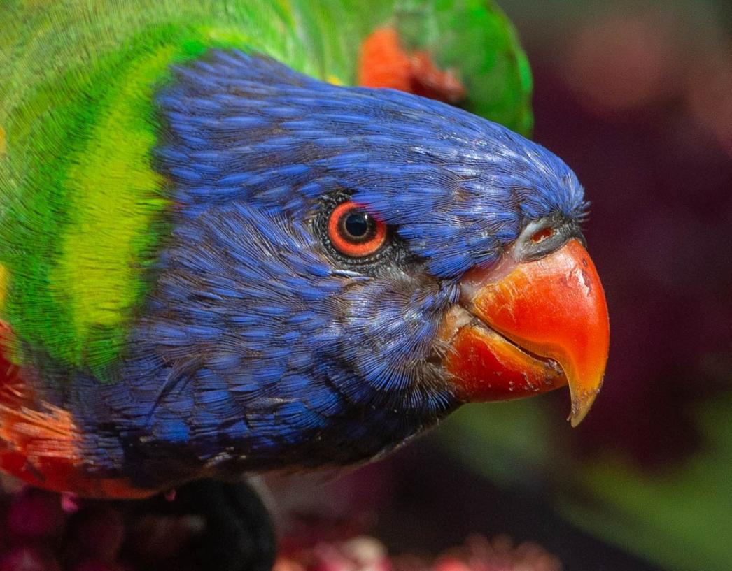 Click image for larger version

Name:	20220301_Lorikeets_0049_crop.jpg
Views:	52
Size:	122.0 KB
ID:	484288