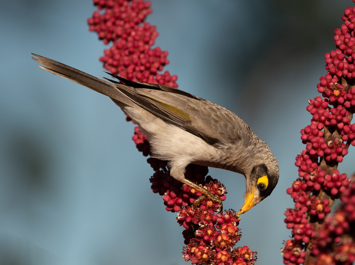 Click image for larger version

Name:	20220301_Lorikeets_0058-Edit.jpg
Views:	42
Size:	468.9 KB
ID:	484316