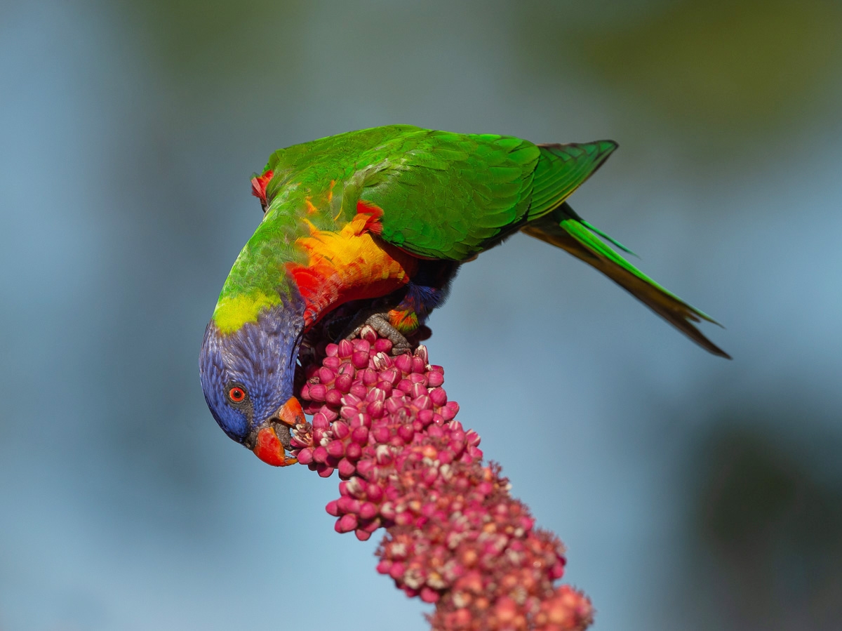 Click image for larger version  Name:	20220305_Lorikeets_0148-Edit.jpg Views:	2 Size:	444.8 KB ID:	484337