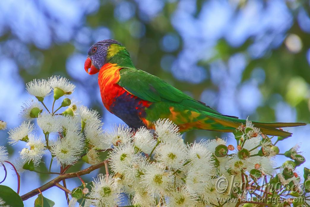 Click image for larger version

Name:	7189-Rainbow_Lorikeet.jpg
Views:	34
Size:	112.8 KB
ID:	484368