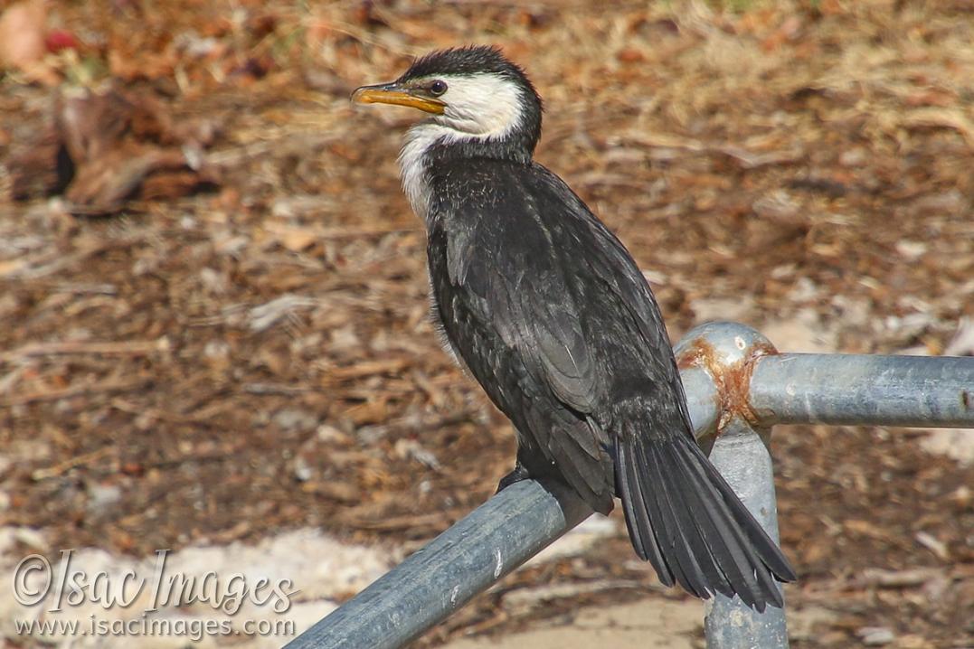 Click image for larger version

Name:	7217-Little_Pied_Cormorant.jpg
Views:	35
Size:	113.1 KB
ID:	484370