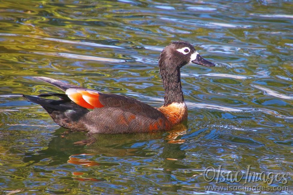 Click image for larger version

Name:	7170-Female_Shelduck.jpg
Views:	34
Size:	127.5 KB
ID:	484371