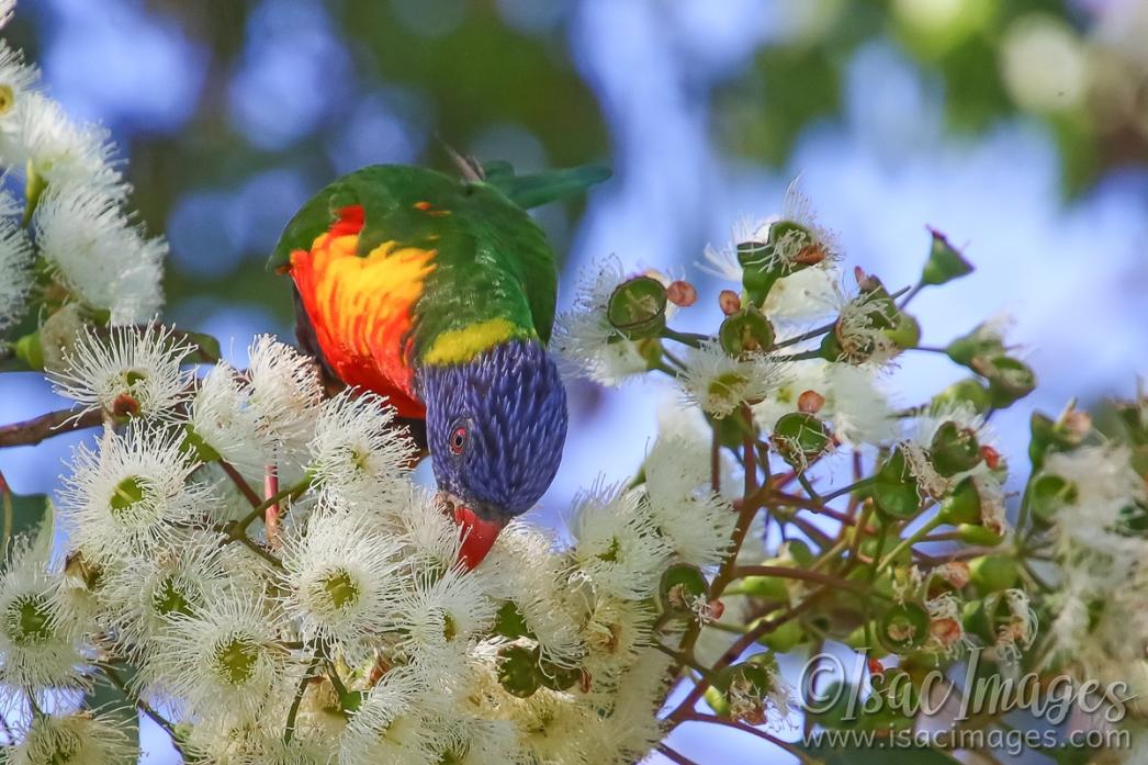 Click image for larger version

Name:	7192-Rainbow_Lorikeet.jpg
Views:	32
Size:	122.0 KB
ID:	484372