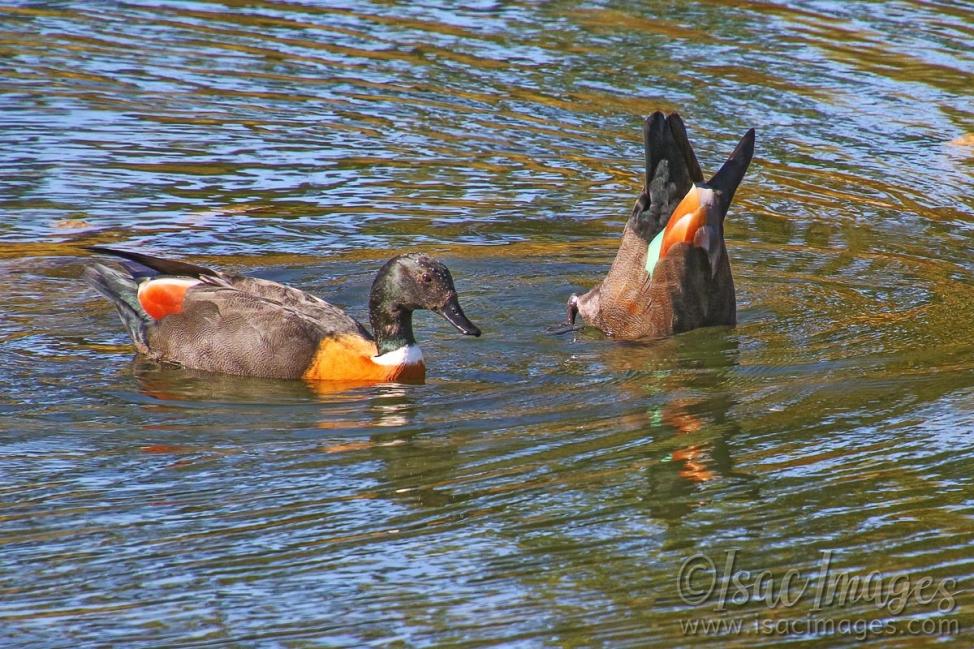 Click image for larger version

Name:	7167-Shelducks.jpg
Views:	32
Size:	150.2 KB
ID:	484373