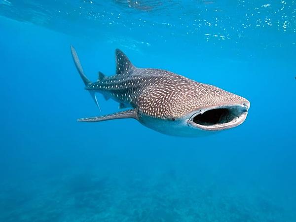 Click image for larger version

Name:	whale_shark.jpg
Views:	88
Size:	119.3 KB
ID:	484482