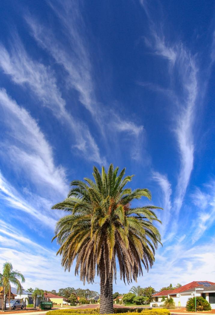 Click image for larger version

Name:	7110-Palm_Tree_Clouds.jpg
Views:	58
Size:	101.6 KB
ID:	484491