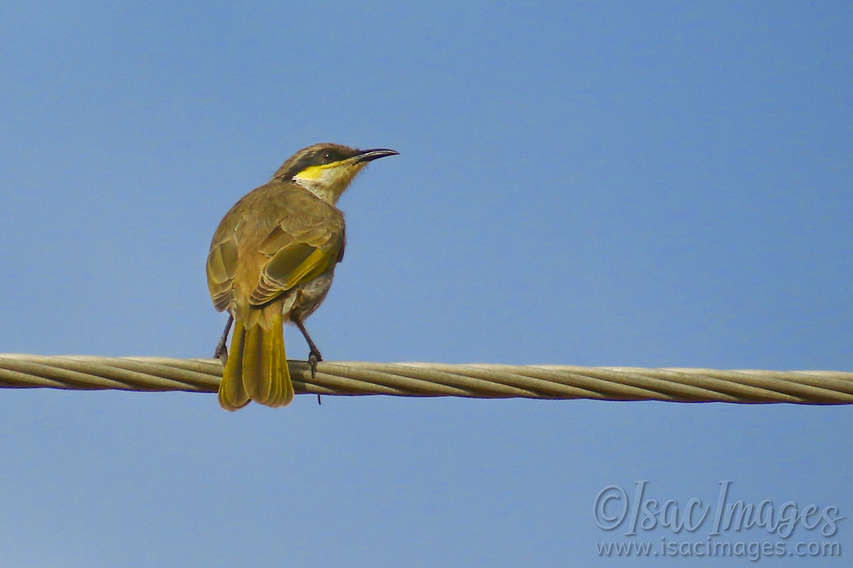 Click image for larger version

Name:	7665-Singing_Honeyeater.jpg
Views:	49
Size:	436.3 KB
ID:	485008