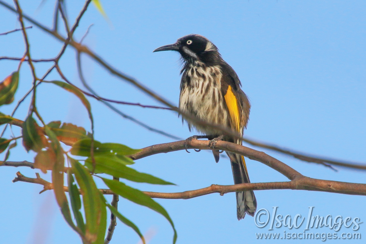 Click image for larger version

Name:	7441-New_Holland_Honeyeater.jpg
Views:	55
Size:	498.0 KB
ID:	485010