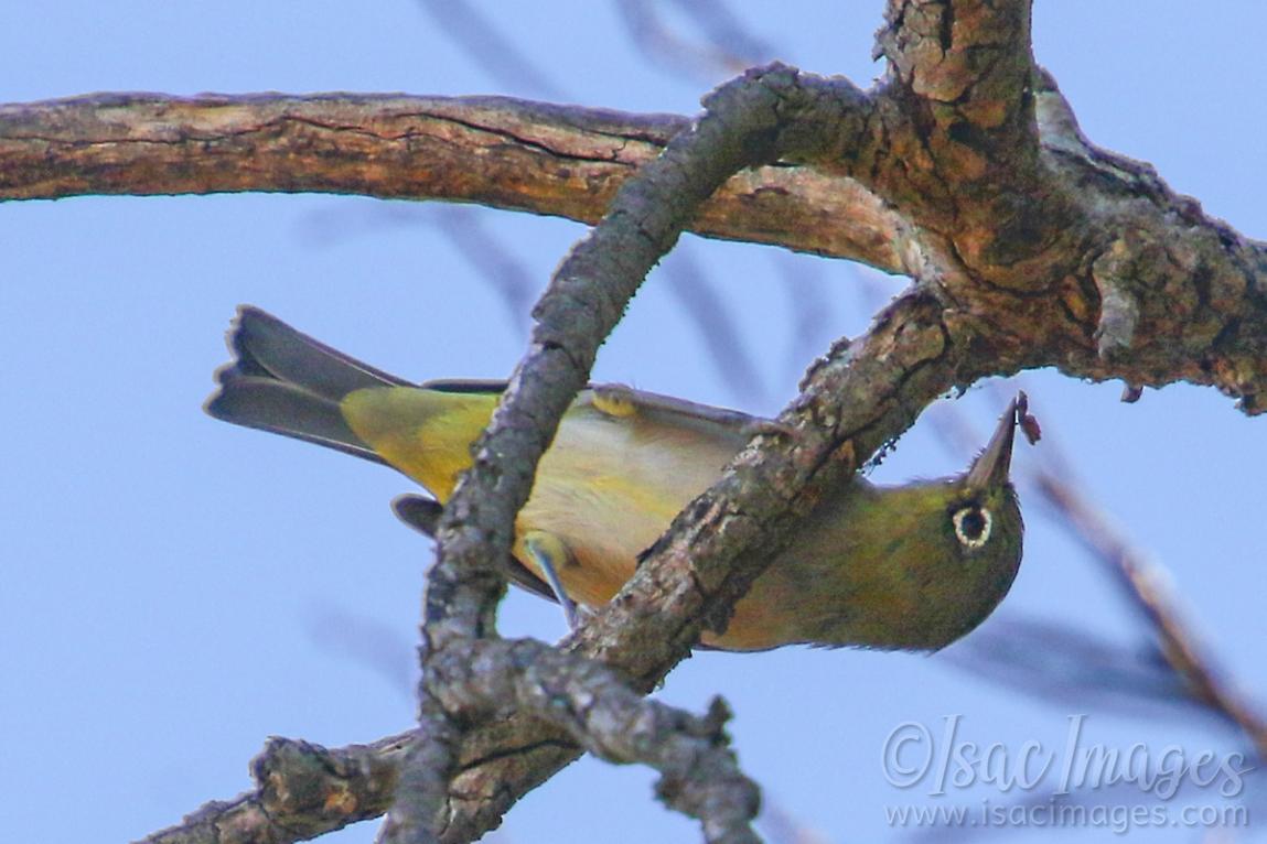 Click image for larger version

Name:	7238-Silvereye.jpg
Views:	46
Size:	89.6 KB
ID:	485012