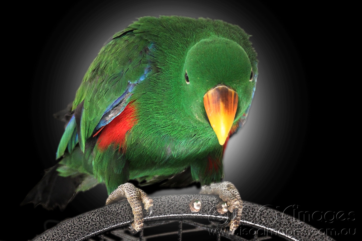 Click image for larger version

Name:	Eclectus-Backlit.jpg
Views:	43
Size:	471.1 KB
ID:	485014