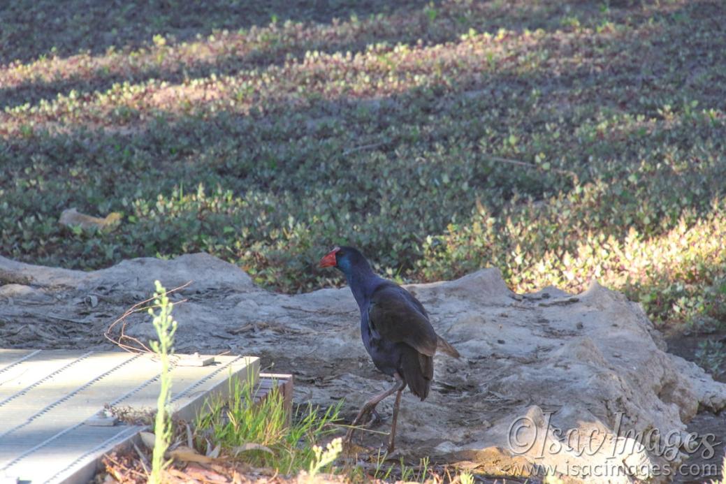 Click image for larger version

Name:	7565-Purple_Swamphen.jpg
Views:	32
Size:	126.4 KB
ID:	485019