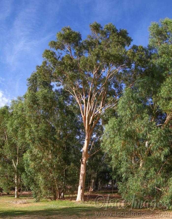 Click image for larger version

Name:	7431-Tall_Gum_Tree_Pano_3xH.jpg
Views:	49
Size:	148.7 KB
ID:	485023