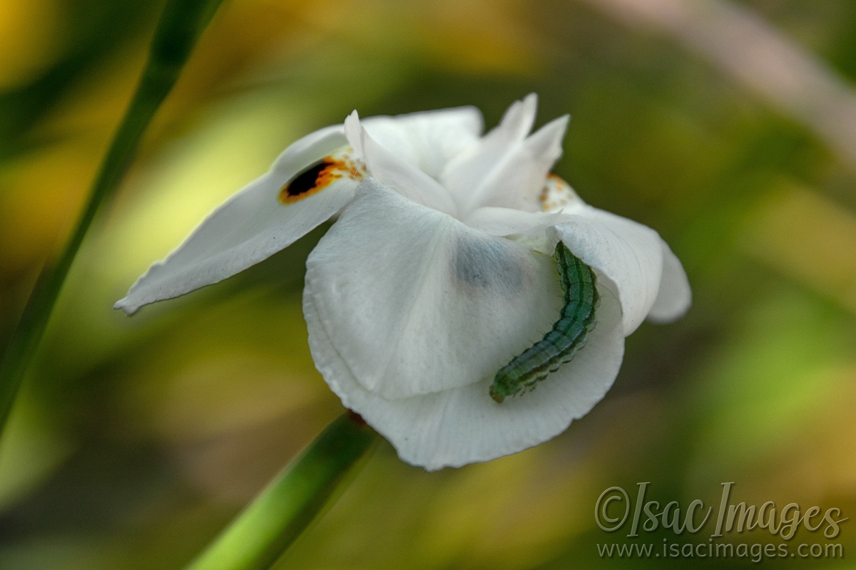 Click image for larger version

Name:	1908-Caterpillar_on_African-iris-(Dietes-bicolor).jpg
Views:	58
Size:	458.0 KB
ID:	485029