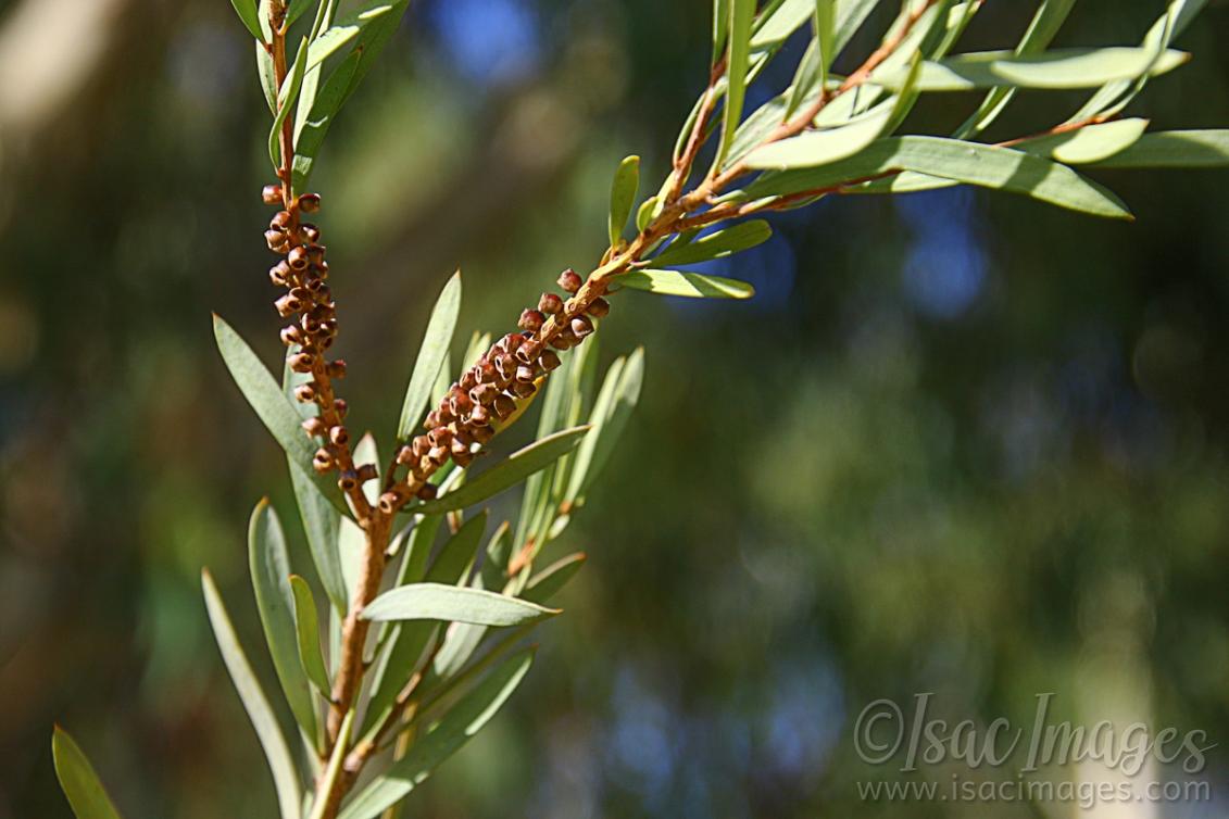 Click image for larger version

Name:	7371-Callistemon.jpg
Views:	55
Size:	81.8 KB
ID:	485030