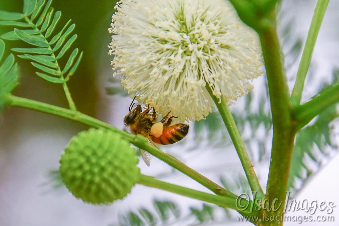 Click image for larger version

Name:	7387-Bee_In_Leucaena-leucocephala.jpg
Views:	60
Size:	94.1 KB
ID:	485031