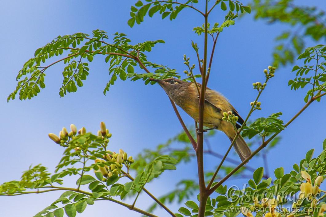 Click image for larger version  Name:	7694-Singing_Honeyeater.jpg Views:	17 Size:	109.1 KB ID:	485068