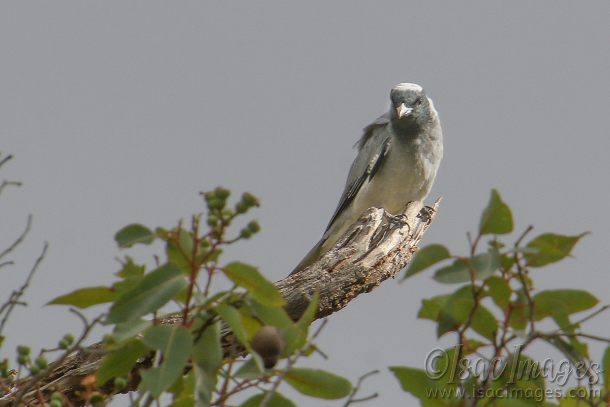 Click image for larger version  Name:	7680-Black_Faced_Cuckoo_Shrike.jpg Views:	15 Size:	466.6 KB ID:	485069