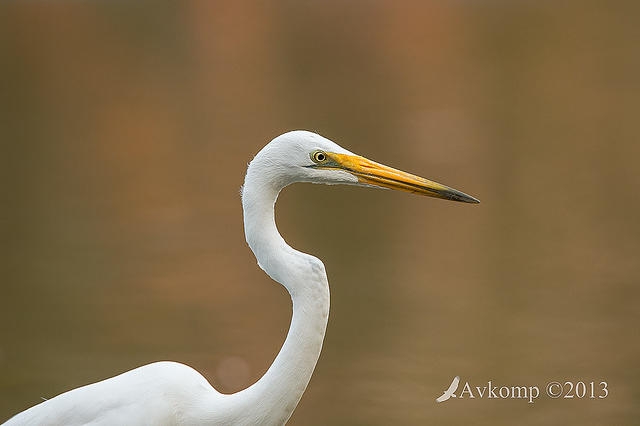 Click image for larger version

Name:	great egret 9642.jpg
Views:	138
Size:	61.1 KB
ID:	475163