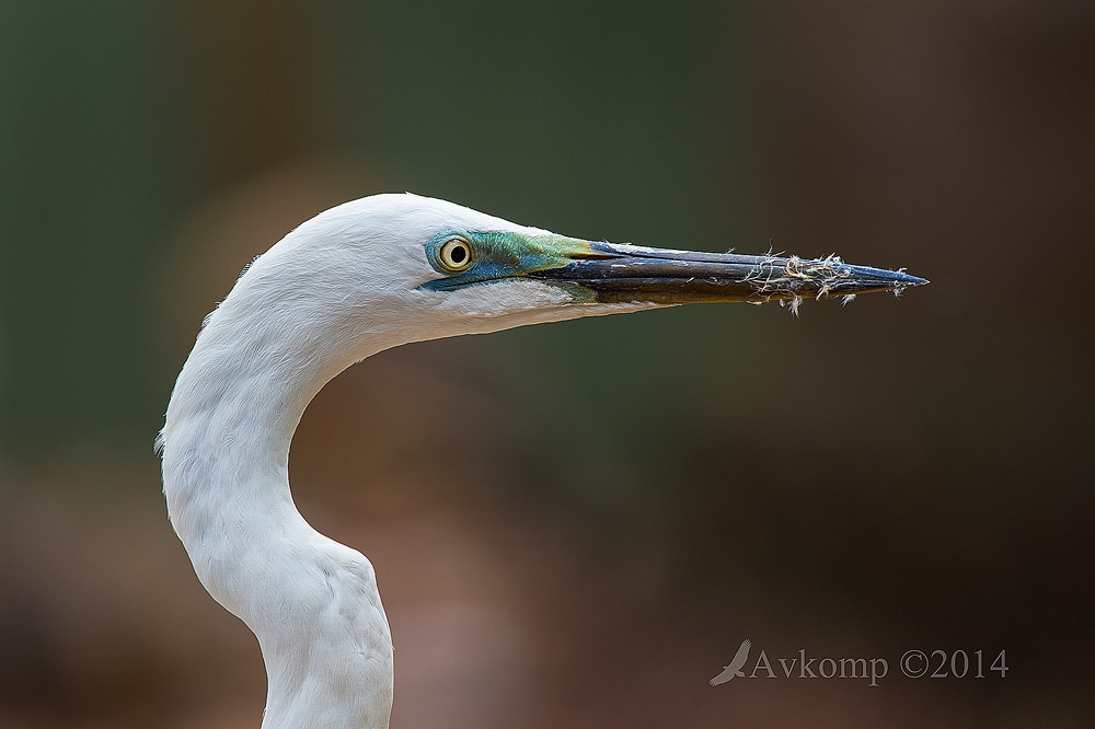 Click image for larger version

Name:	great egret 11237.jpg
Views:	140
Size:	234.6 KB
ID:	475164