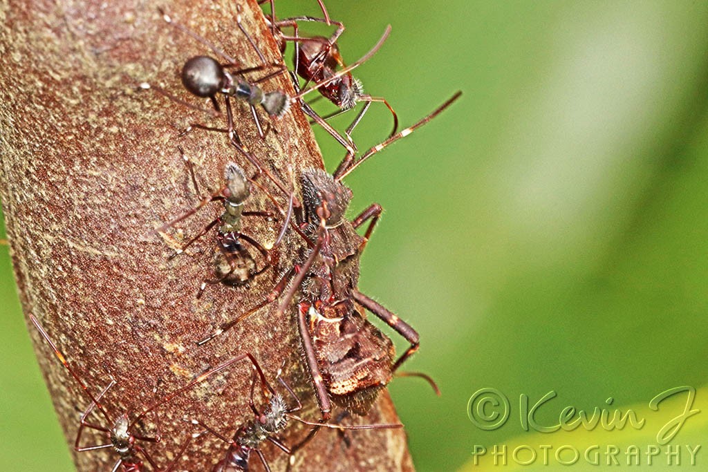 Click image for larger version

Name:	Ant Bug 2.jpg
Views:	46
Size:	221.8 KB
ID:	468461