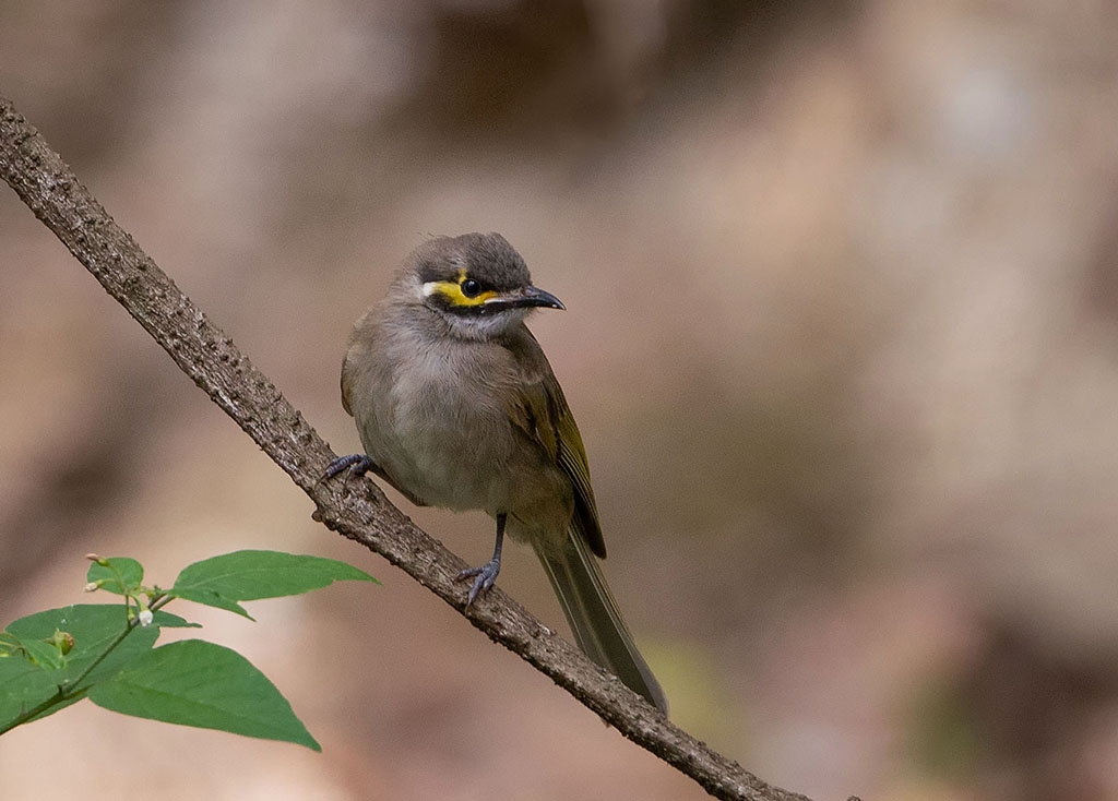 Yellow-faced Honeyeater